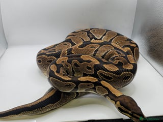 Python Snake reptiles - Advert 28