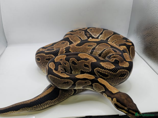 Python Snake reptiles - Advert 11