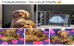 Cavapoo dogs for sale: Extensively Health tested cavapoos  - Image 10
