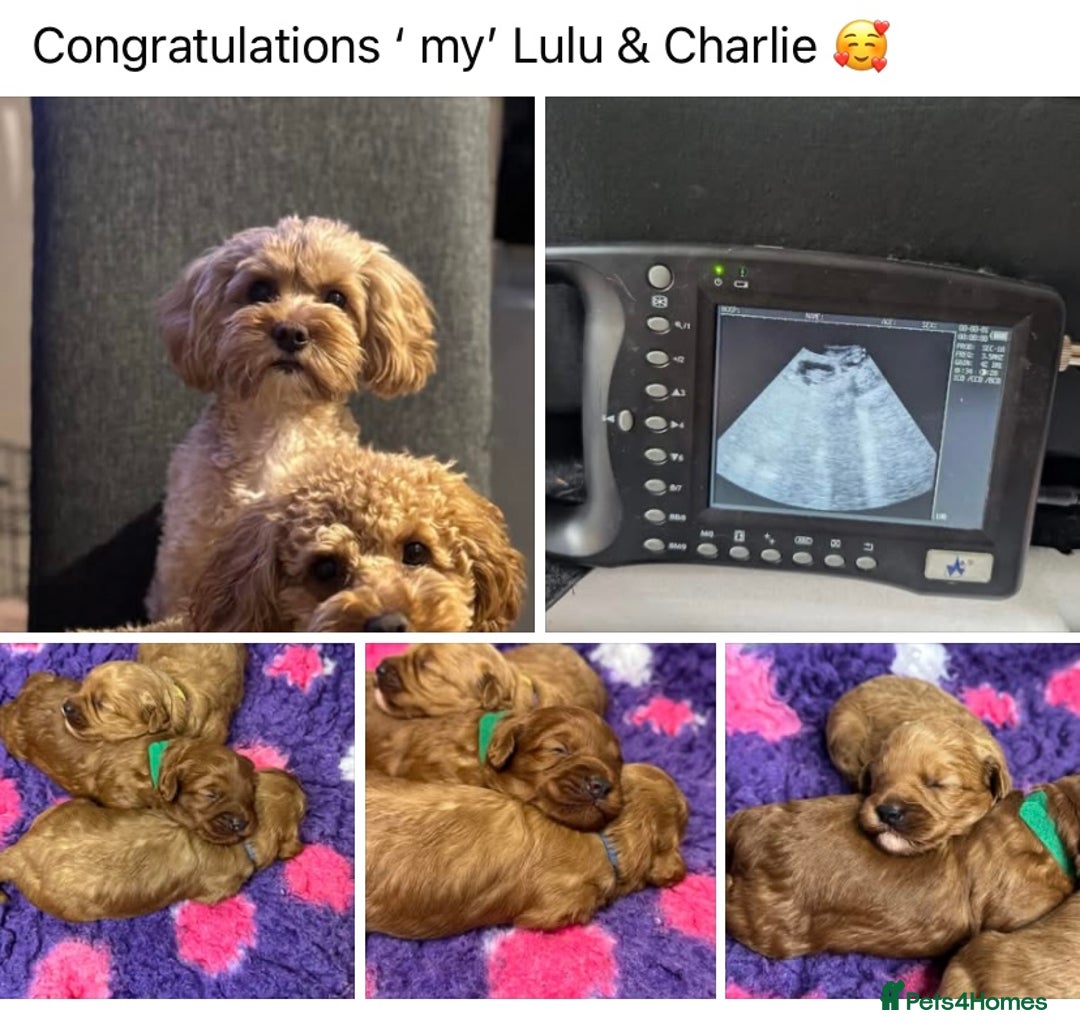 Cavapoo dogs for sale: Extensively Health tested cavapoos  - Image 10