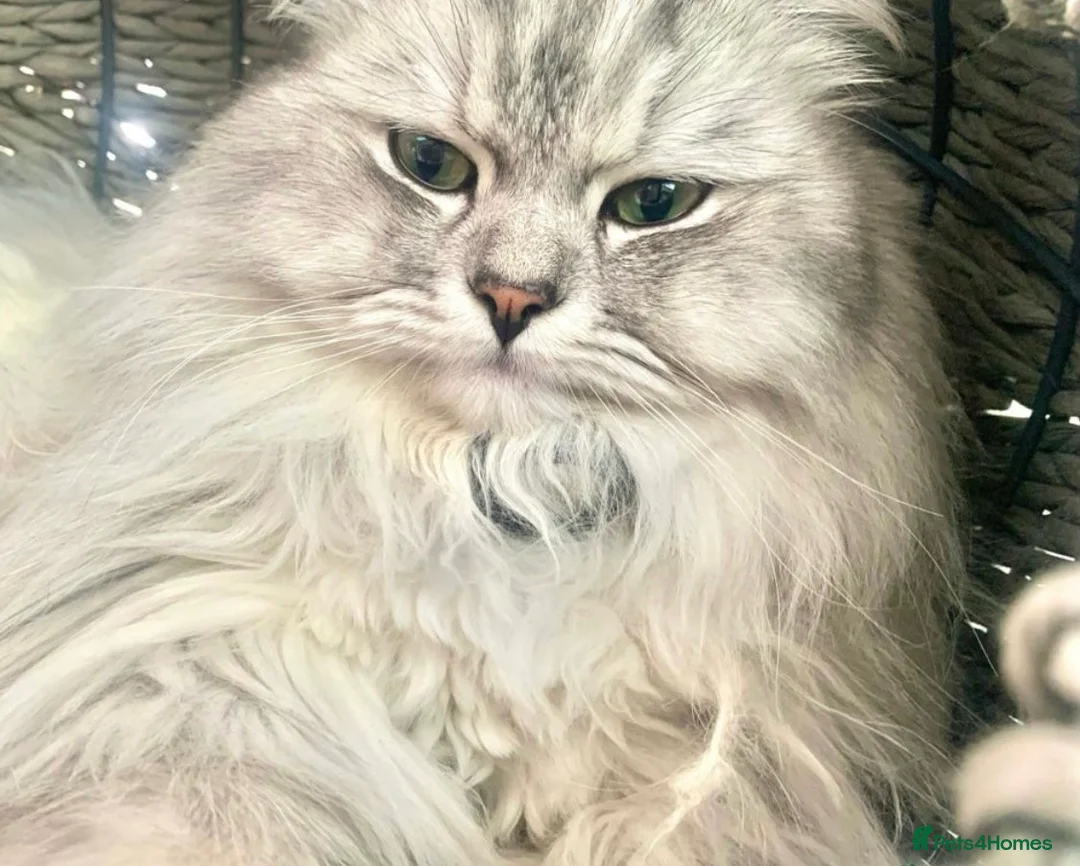 Persian cats for sale: LAST DOLLFACE CHINCHILLA PERSIAN GIRL - Advert 30