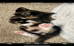 Mixed Breed cats for sale: 3 beautiful playful kittens  - Image 1