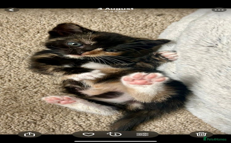 Mixed Breed cats - Advert 13