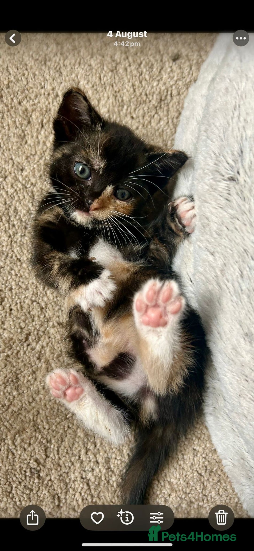 Mixed Breed cats for sale: 3 beautiful playful kittens  - Image 1