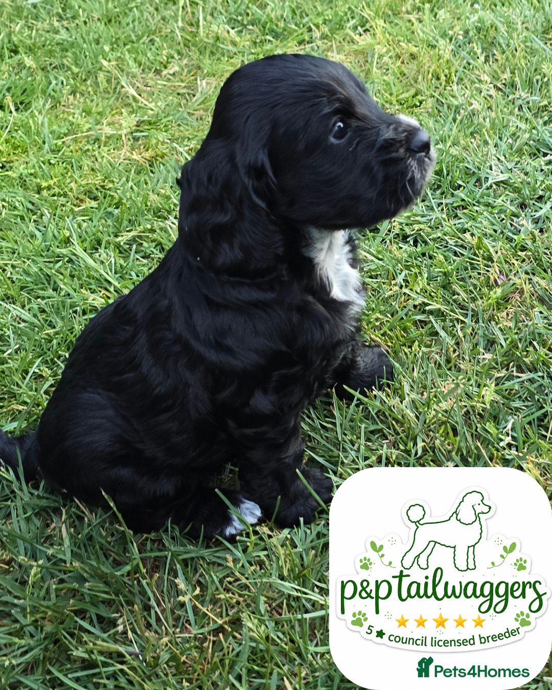 Cockapoo dogs F1 show type Cockapoo 5⭐️council licensed  - Advert 1