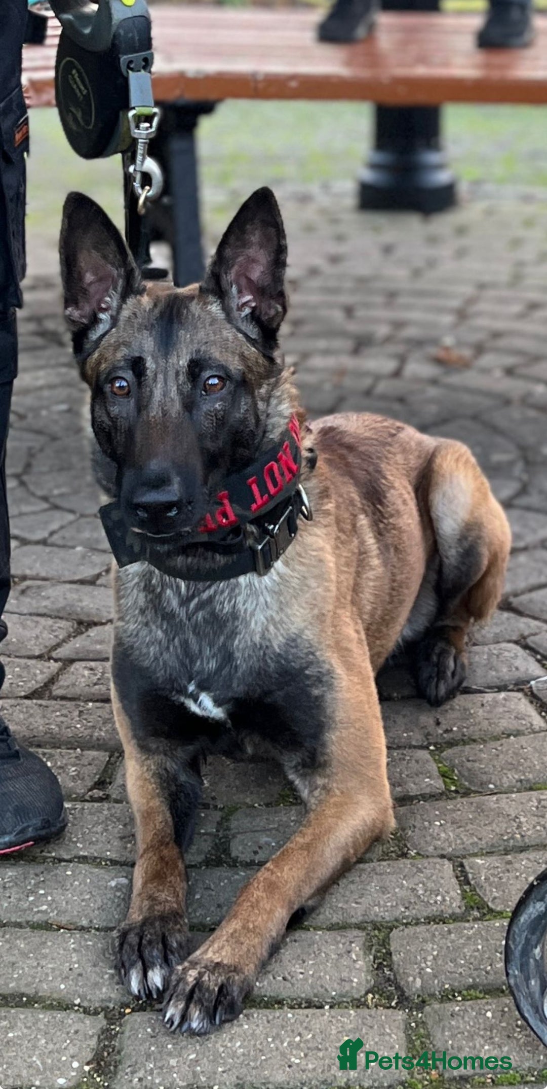 Belgian Shepherd Dog dogs for sale: Beautiful Belgian Malinois - Advert 1