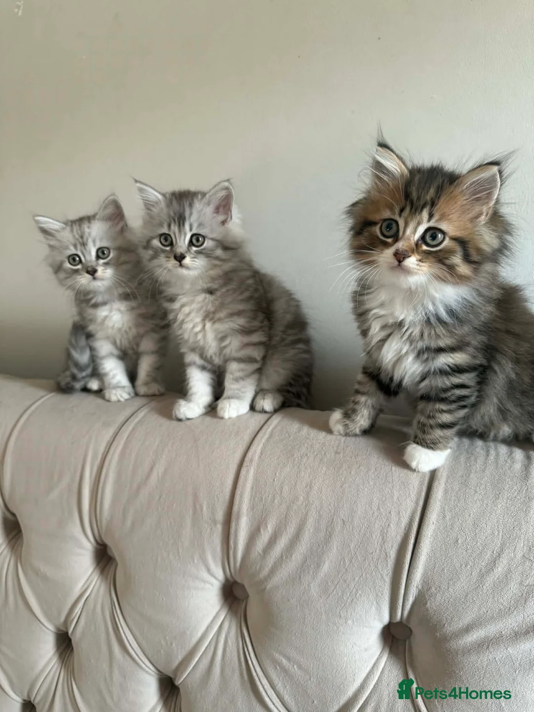 Persian cats for sale: Kittens Persian  - Advert 1