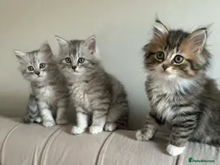 Persian cats Kittens Persian - Advert 6