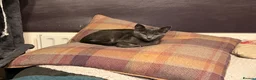 Oriental cats for sale: 9 STUNNING KITTENS - PLEASE READ DESCRIPTION!! - Advert 10