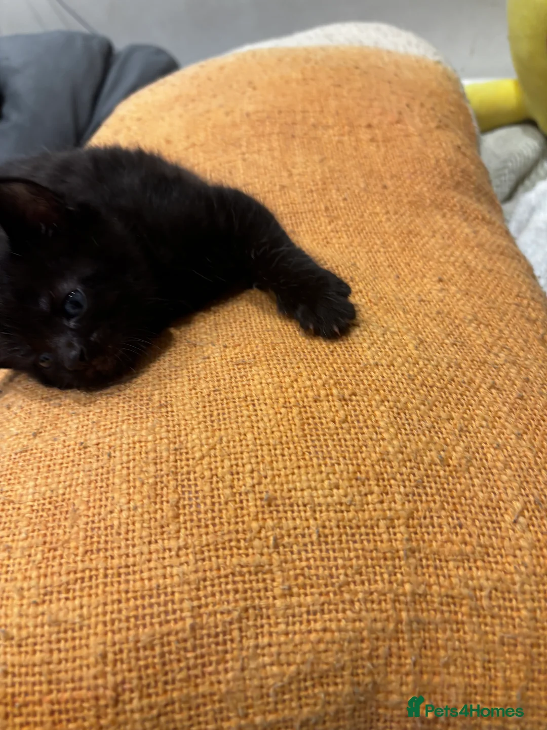 Mixed Breed cats for sale: Adorable Mixed Breed Kittens Japanese Bobtail Mum  in London - Advert 13