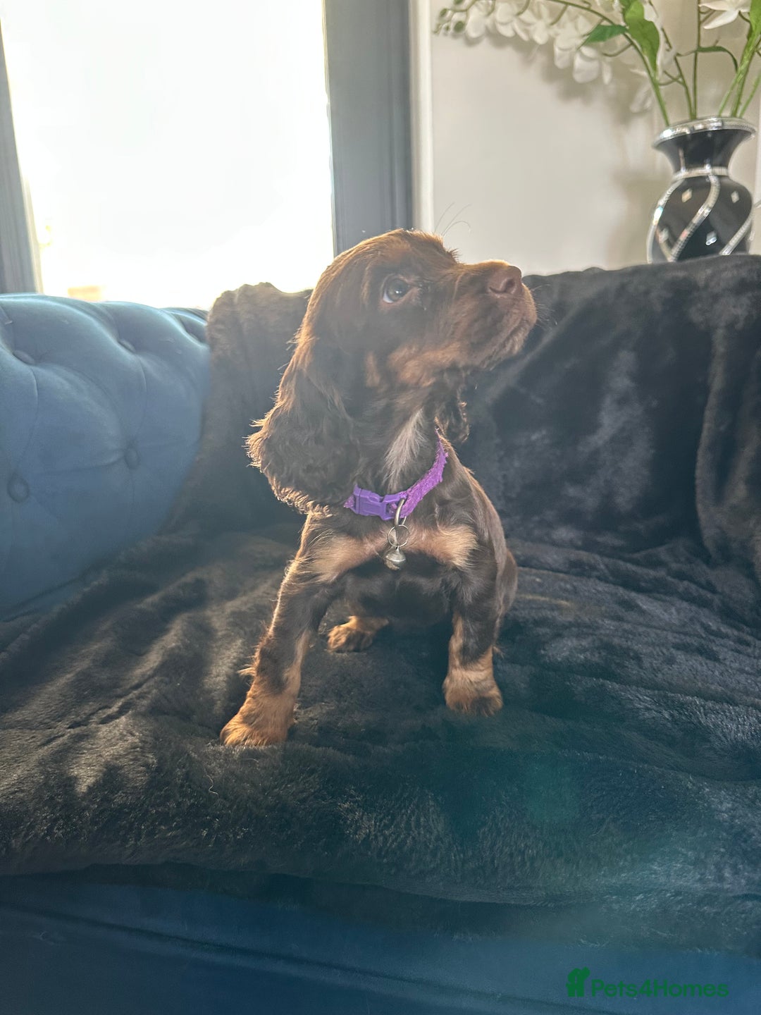 Cocker Spaniel dogs for sale: BEAUTIFUL LITTER OF TRICOLOURED COCKER SPANIELS  - Image 36