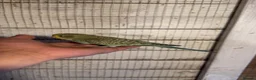 Budgerigars birds for sale: Budgies for sale £40 each collection mk404nn - Advert 10
