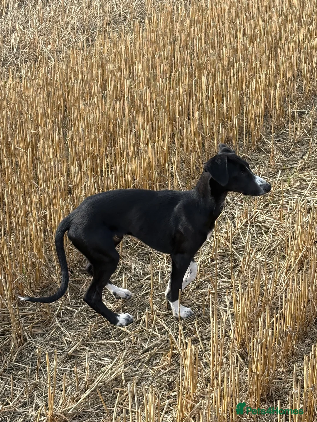 Mixed Breed dogs for sale: Collie whippet greyhound in Wrexham - Advert 2