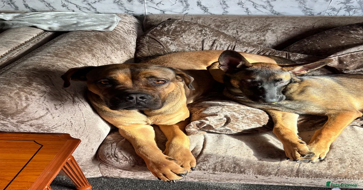 Mixed Breed Puppies for sale in Widnes, Halton | Pets4Homes