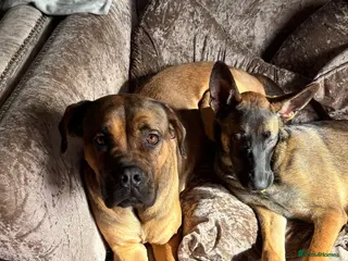 Mixed Breed dogs Mastiff needing a new home EXPERIENCE OWNERS ONLY - Advert 1