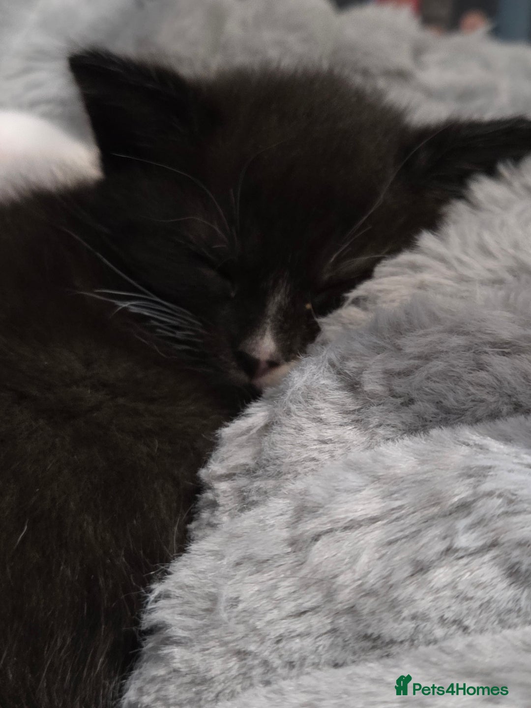 Mixed Breed cats for sale: 3 Gorgeous Male Kittens Looking for Forever Homes - Advert 9