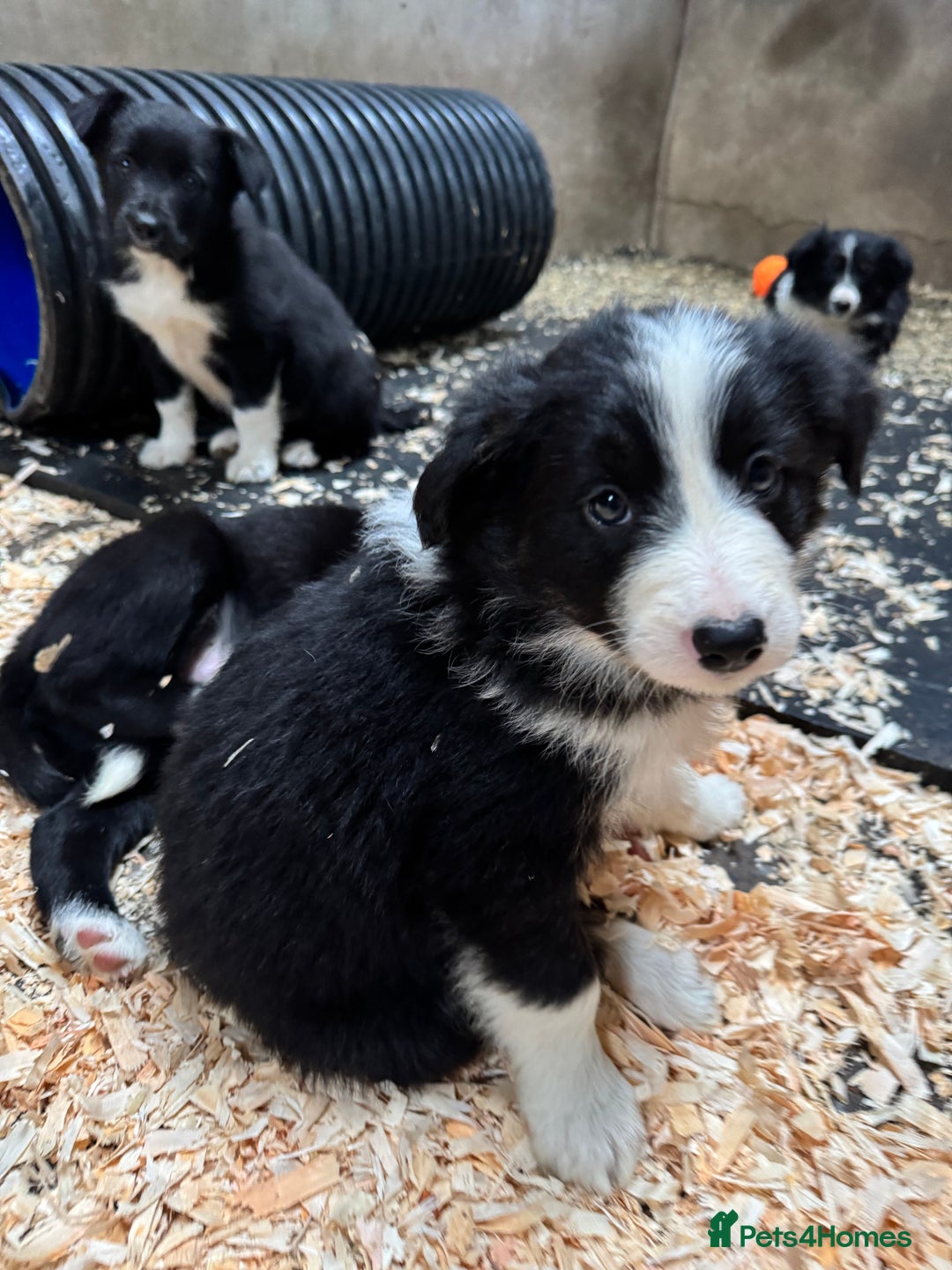 Border Collie dogs for sale: Bouncing border collies - Advert 13