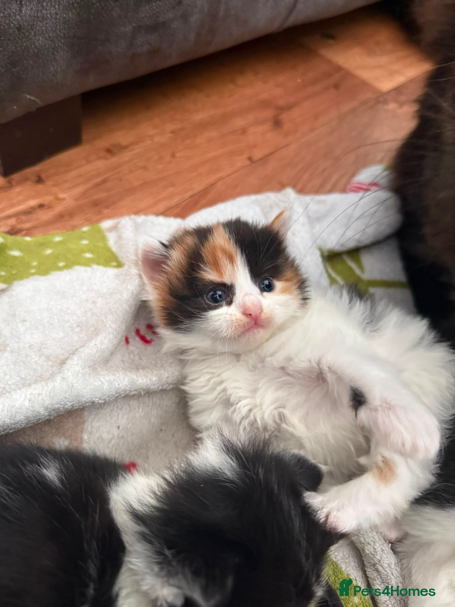 Mixed Breed cats Mixed Maine Coon kittens  - Advert 16