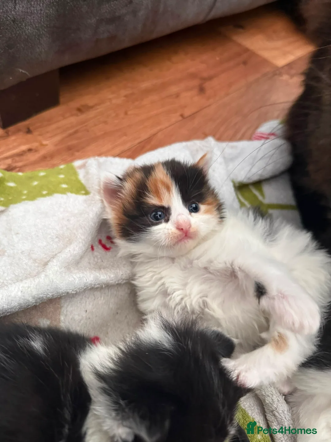 Mixed Breed cats for sale: Mixed Maine Coon kittens  - Advert 1