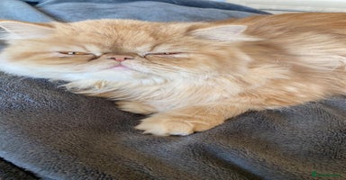 Persian cats - Advert 6