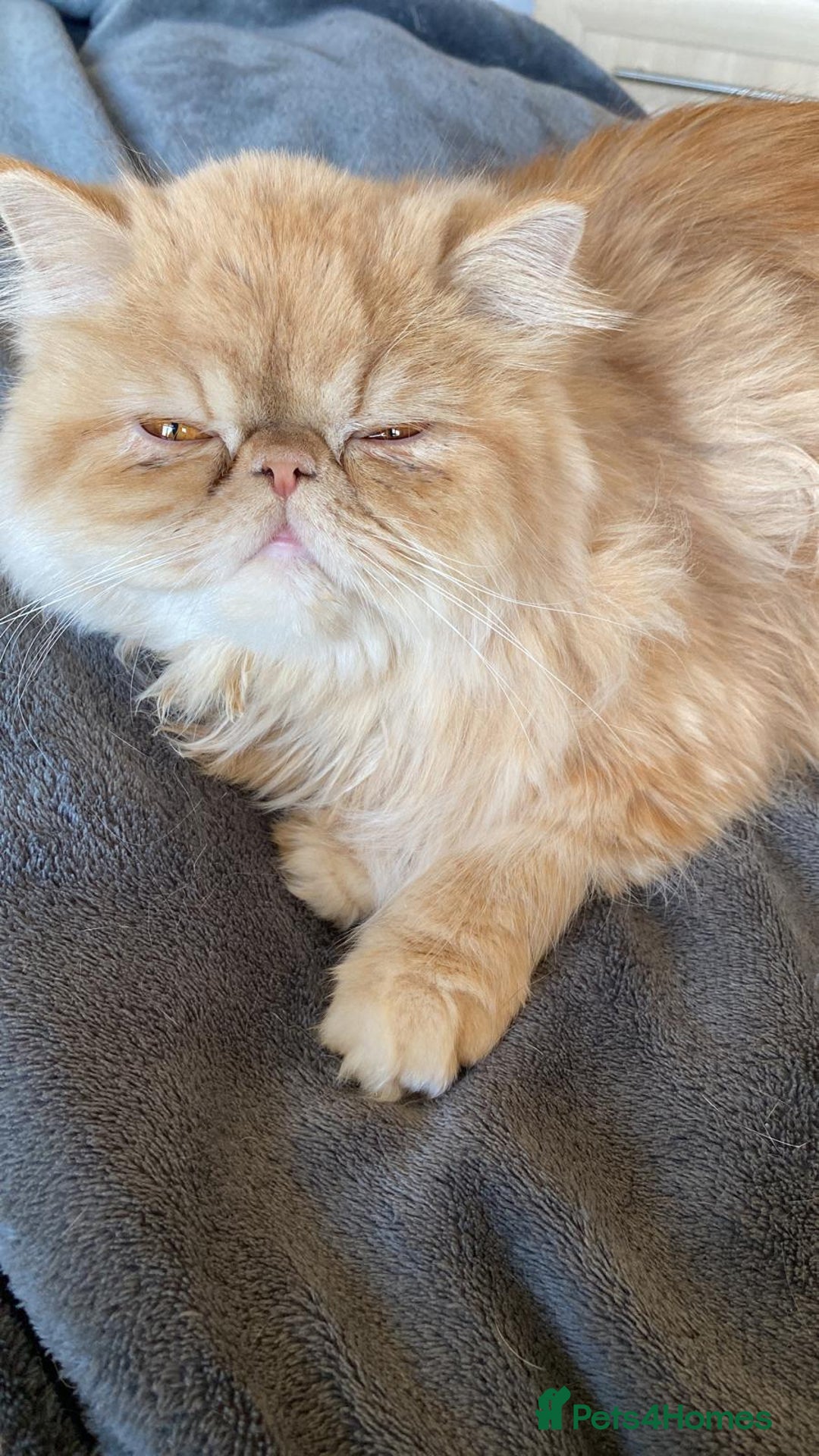 Persian cats for sale: Two multicoloured Persian females - Image 3
