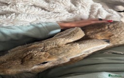 Continental Giant rabbits for sale: 7 beautiful Continental Giant - Image 10