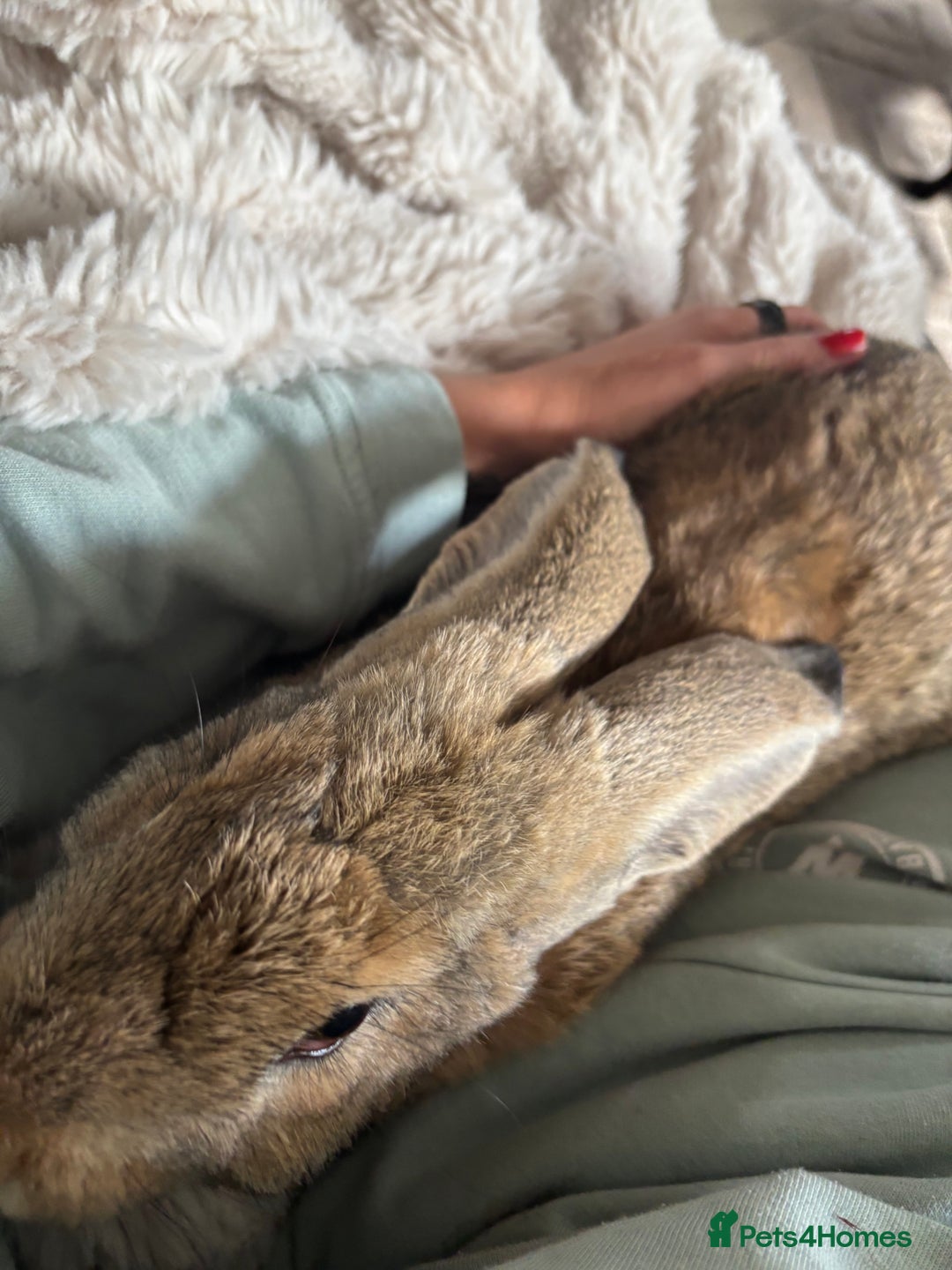 Continental Giant rabbits for sale: 7 beautiful Continental Giant - Image 10
