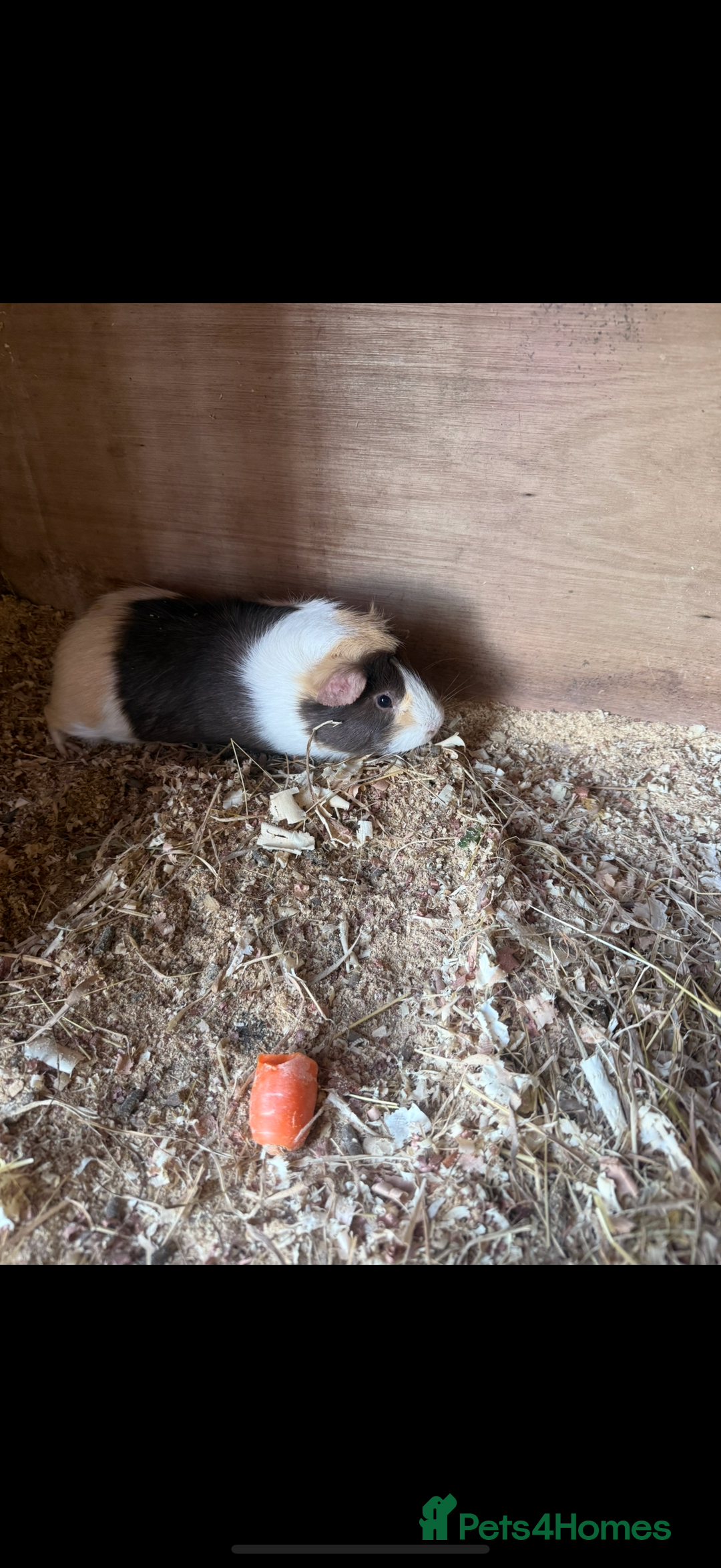 Guinea Pig rodents for sale: Guinea pig - Advert 2