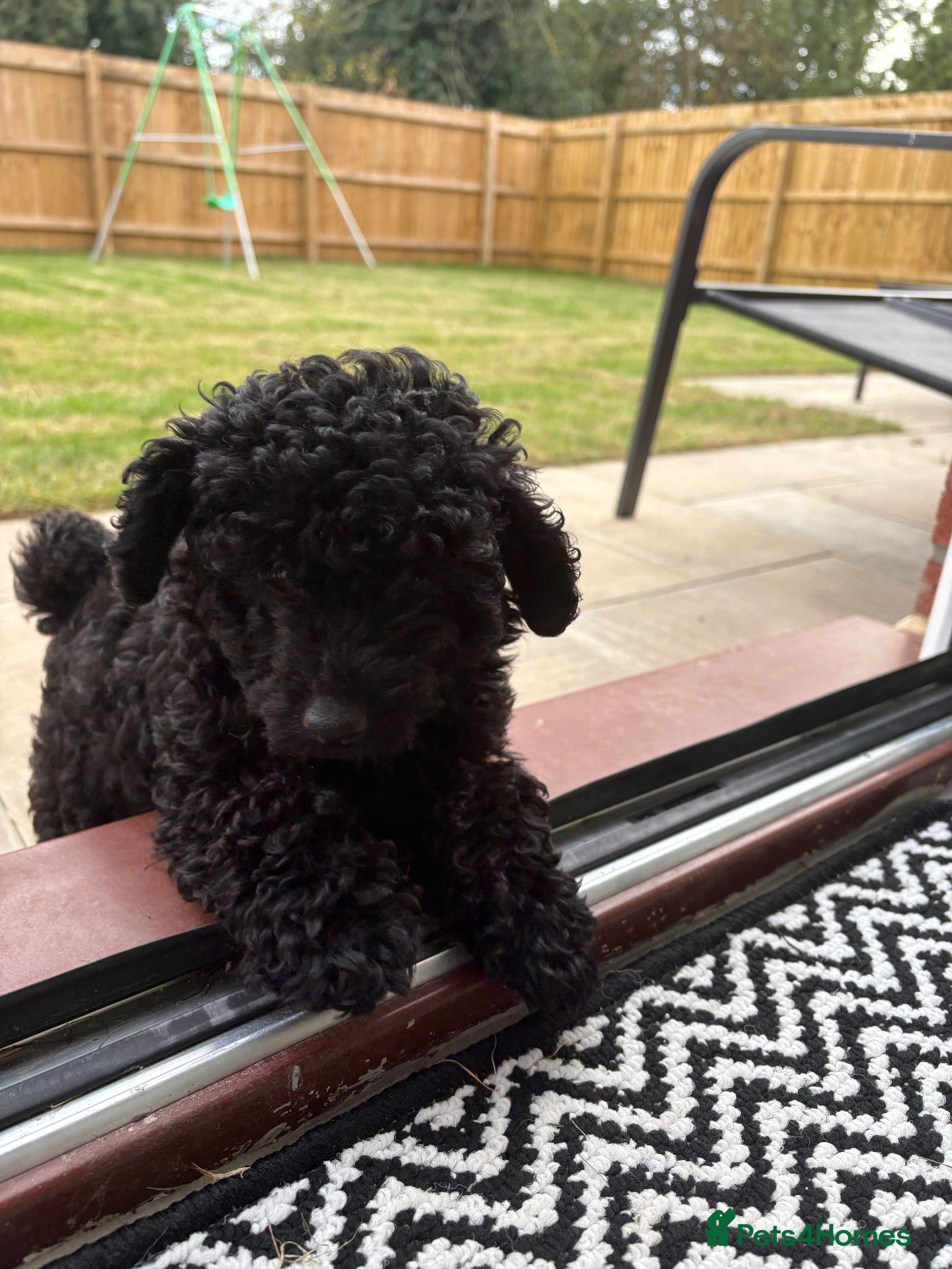 Toy Poodle dogs REDUCED/READY NOW solid black KC Toy poodle Girl - Advert 9
