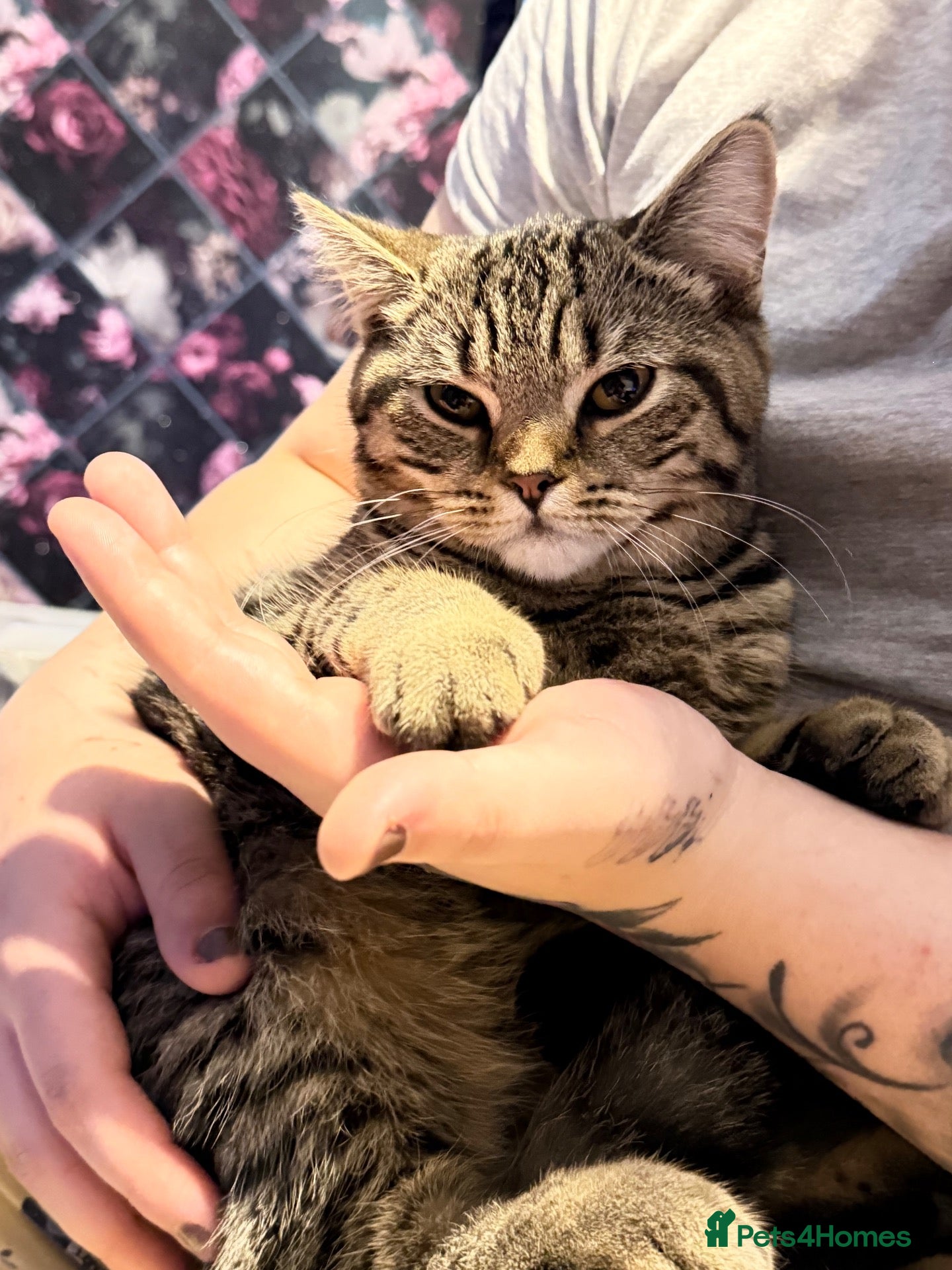 British Shorthair cats British Shorthair. Reduced!! - Advert 1