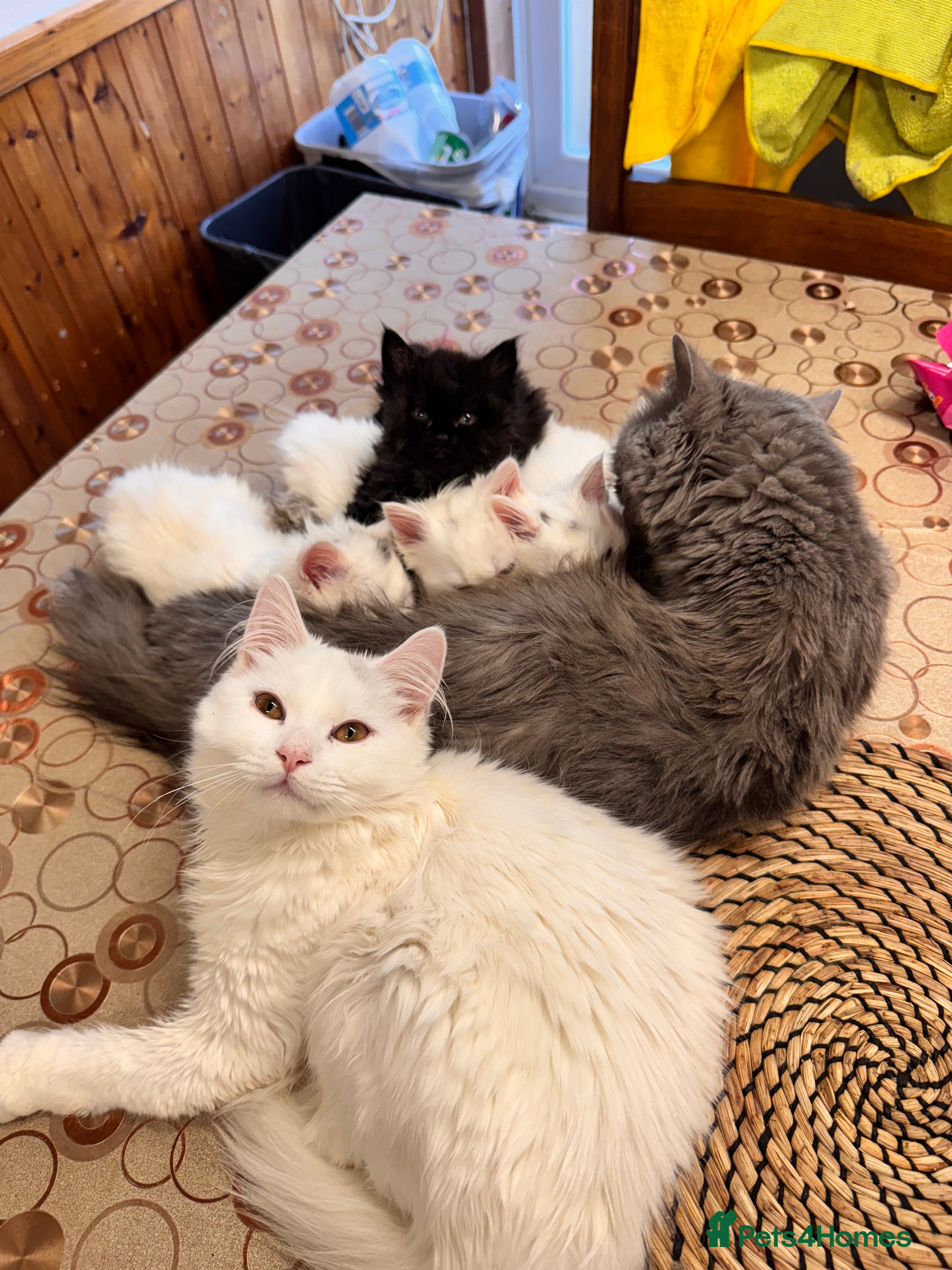 Scottish Fold cats Mum Scottish fold dad is Turkish angora  - Advert 1