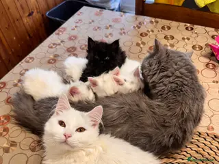 Scottish Fold cats Mum Scottish fold dad is Turkish angora - Advert 1