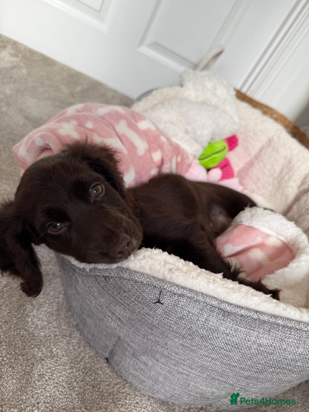 Cocker Spaniel dogs for sale: 3 month old female cocker spaniel puppy - Image 1