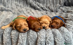 Cavapoo dogs for sale: Beautiful Cavapoo Puppies🐶 - Image 1