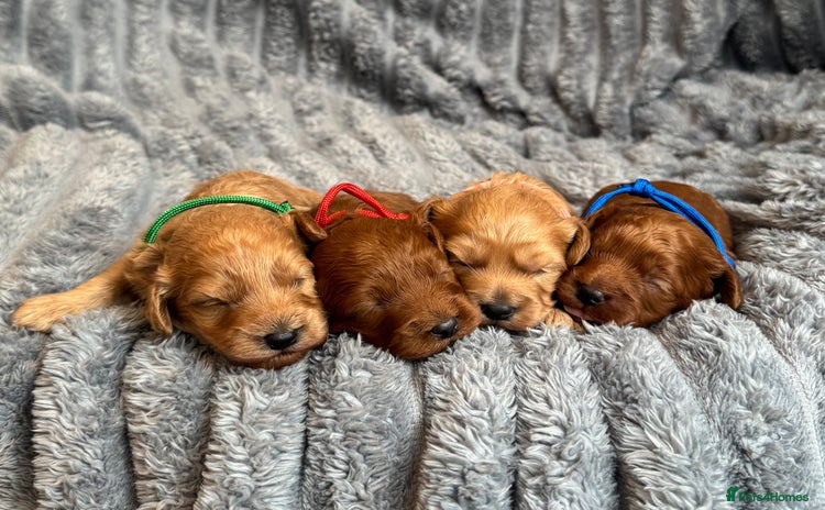Cavapoo dogs - Advert 2
