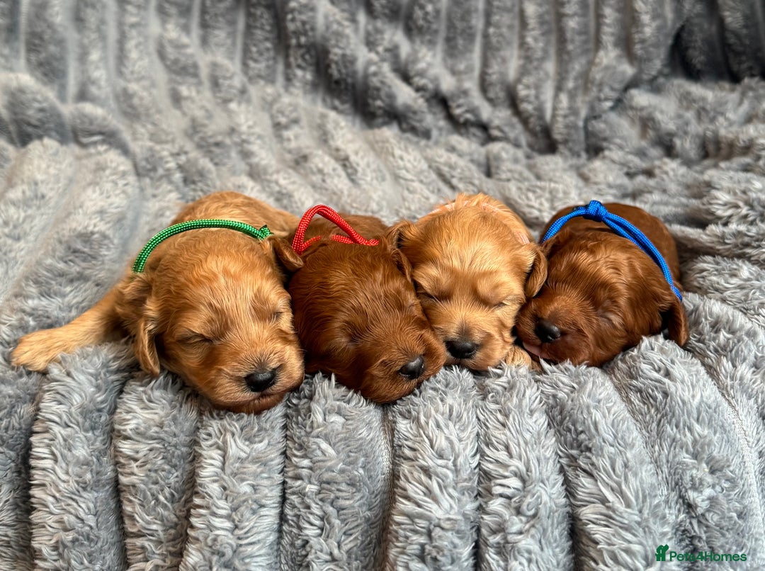 Cavapoo dogs for sale: Beautiful Cavapoo Puppies🐶 - Image 1