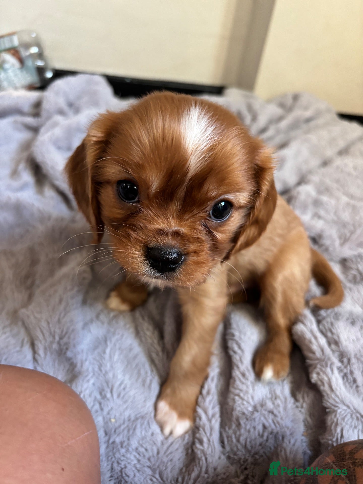Cavalier King Charles Spaniel dogs for sale: King Charles cavalier puppies - Advert 13