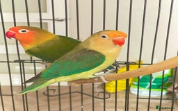 Lovebirds birds for sale: 2 Lovebirds and large cage  - Image 2