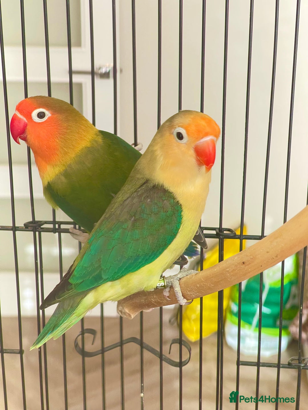 Lovebirds birds for sale: 2 Lovebirds and large cage  - Image 2