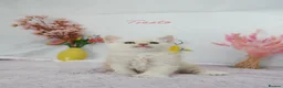 Maine Coon cats for sale: Stunning Maine Coon ( polydactyl)  - Advert 16