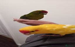 Parakeets birds for sale: Hand reared baby Kakariki for sale  - Image 3