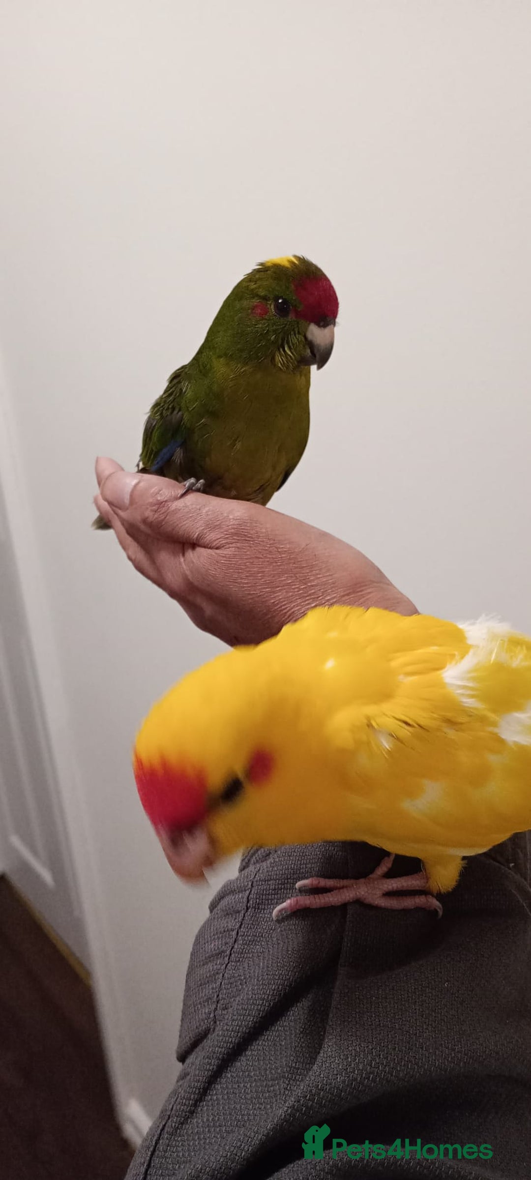 Parakeets birds for sale: Hand reared baby Kakariki for sale  - Image 3