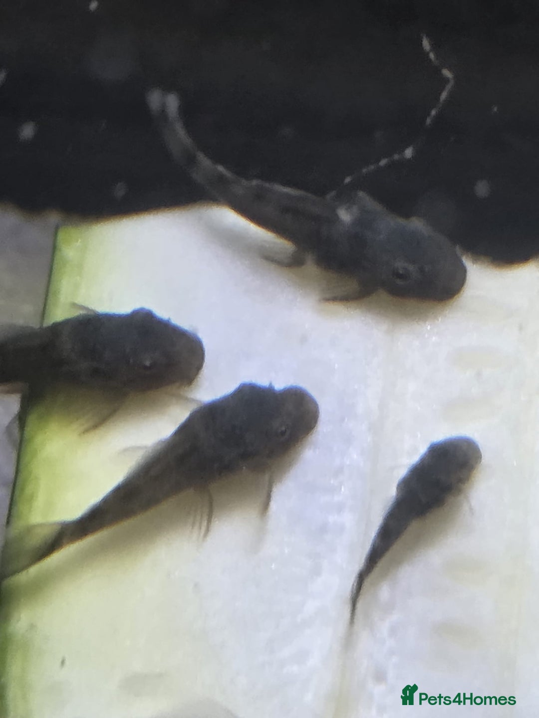 Plecos fish for sale: Green Dragon plecos - Image 6