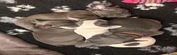 French Bulldog dogs for sale: KC registered French bulldog puppies  - Advert 4
