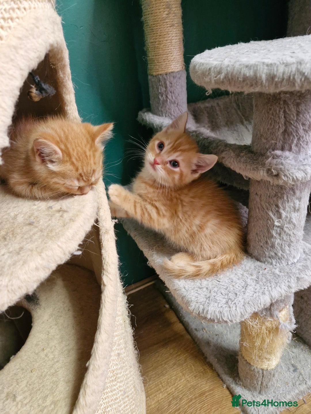 Scottish Fold cats for sale: Scottish fold kittens with straight ears - Advert 28