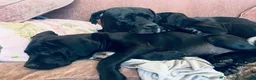 Mixed Breed dogs for sale: Styunning Cane Corso / Bullmasitff mix Puppies  - Advert 8
