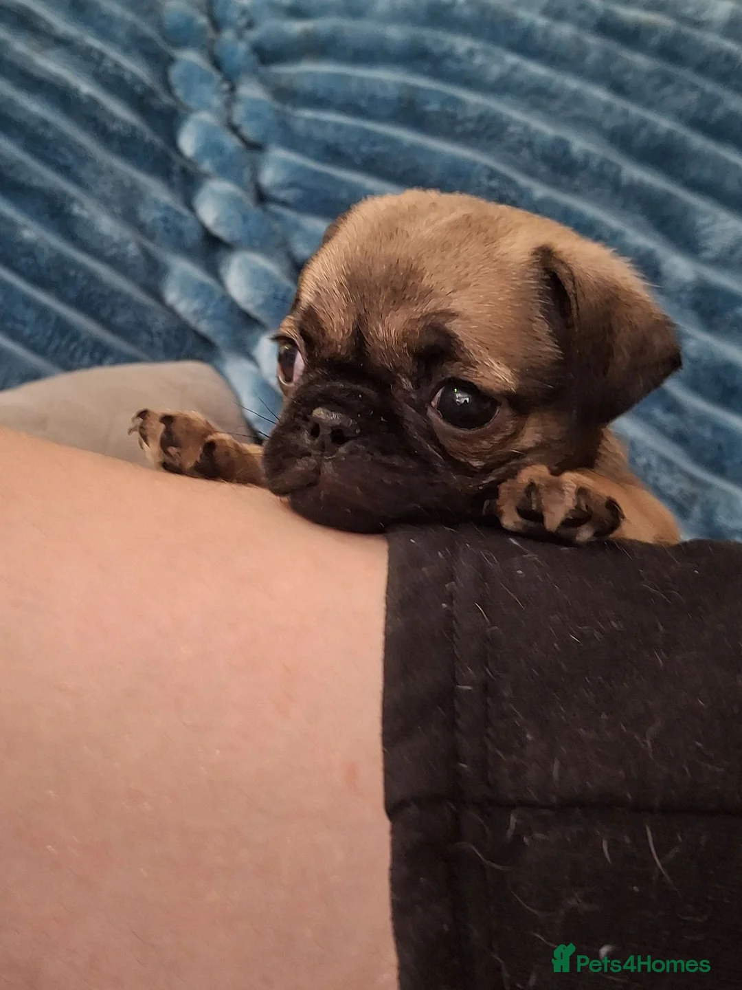 Pug dogs for sale: Stunning pug puppies available  in Nottingham - Advert 2