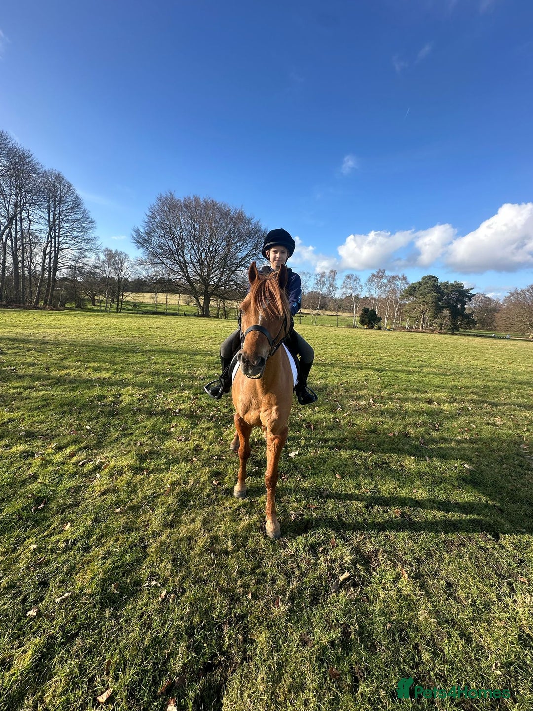 Riding pony horses for sale: 12.3 hands chestnut gelding  - Image 5