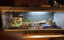 Snake reptiles for sale: Western Hognose male & full set up  - Image 1