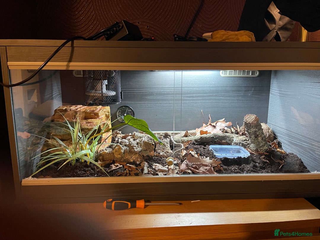 Snake reptiles for sale: Western Hognose male & full set up  - Image 1